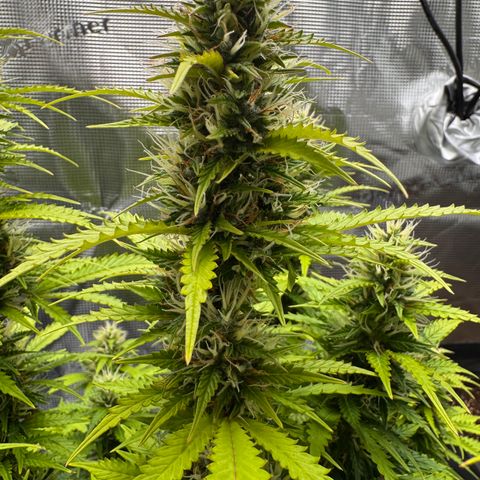 Fat Banana Auto #1 -89g growlog photo: 17:03