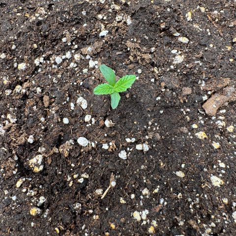 Apple Fritter Auto #3  -85g growlog photo: 17:02