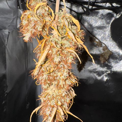 Cookies Gelato Auto #1 -41,5g growlog photo: 15:34