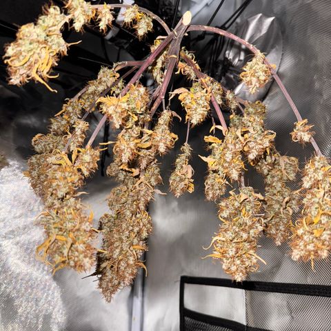 Cookies Gelato Auto #1 -41,5g growlog photo: 15:34