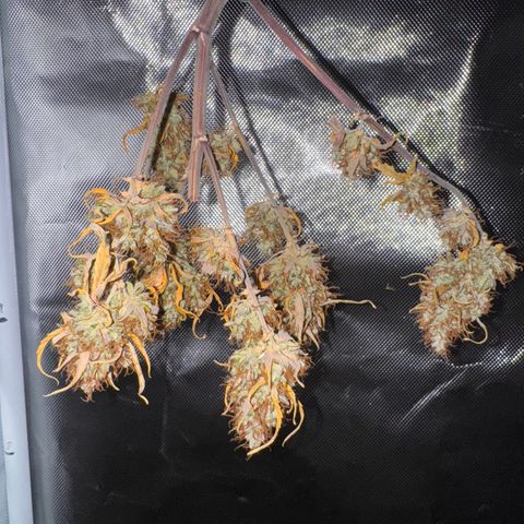 Cookies Gelato Auto #1 -41,5g growlog photo: 15:34