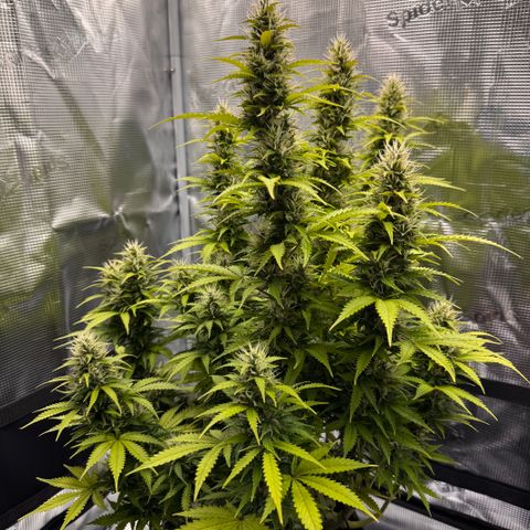 Fat Banana Auto #1 -89g growlog photo: 15:21