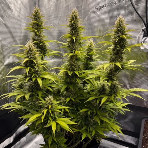 Fat Banana Auto #1 -89g growlog photo: 15:21