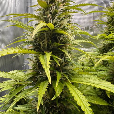 Fat Banana Auto #1 -89g growlog photo: 15:21