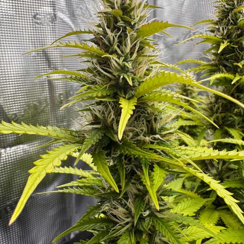 Fat Banana Auto #1 -89g growlog photo: 15:21