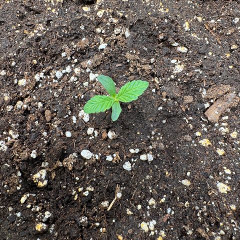 Apple Fritter Auto #3  -85g growlog photo: 15:20