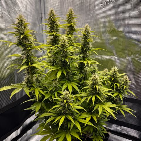 Fat Banana Auto #1 -89g growlog photo: 15:21