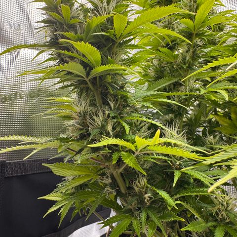 Fat Banana Auto #1 -89g growlog photo: 15:21