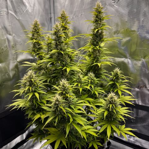 Fat Banana Auto #1 -89g growlog photo: 15:21
