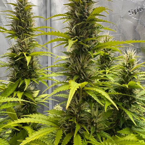Fat Banana Auto #1 -89g growlog photo: 15:21