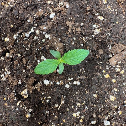 Apple Fritter Auto #3  -85g growlog photo: 18:24