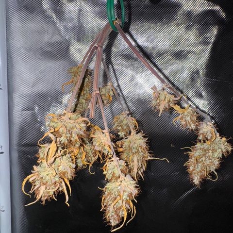 Cookies Gelato Auto #1 -41,5g growlog photo: 19:01
