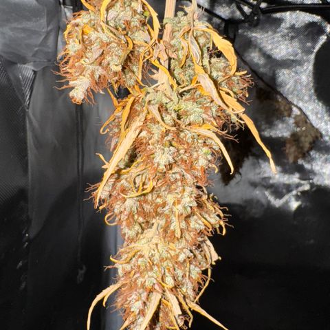 Cookies Gelato Auto #1 -41,5g growlog photo: 19:01