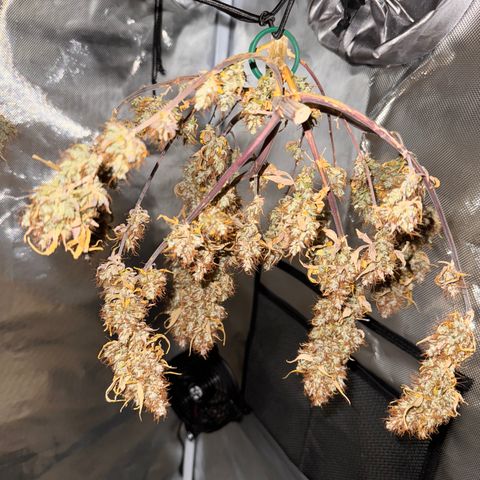 Cookies Gelato Auto #1 -41,5g growlog photo: 19:01