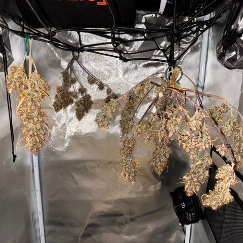 Cookies Gelato Auto #1 -41,5g growlog photo: 19:01
