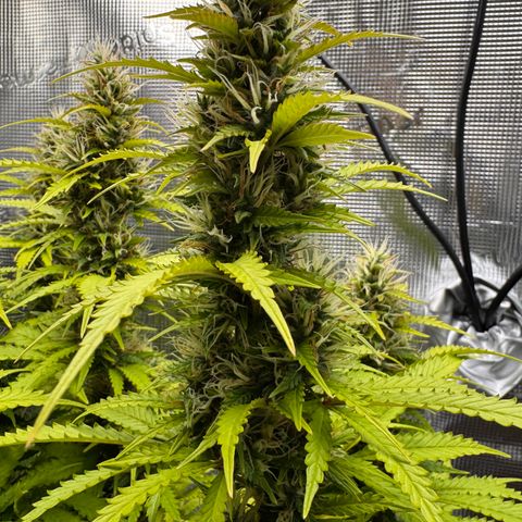 Fat Banana Auto #1 -89g growlog photo: 18:24