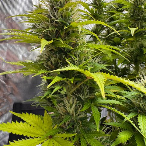 Fat Banana Auto #1 -89g growlog photo: 18:24