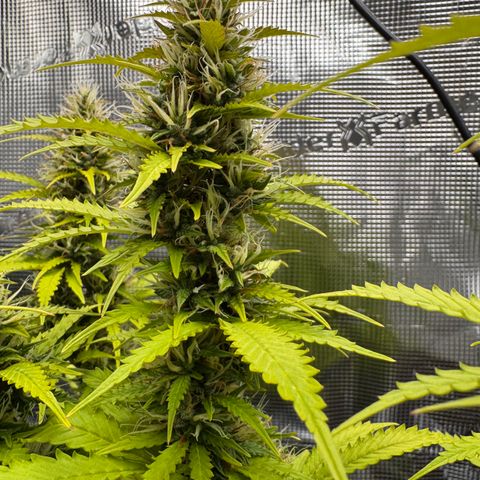 Fat Banana Auto #1 -89g growlog photo: 18:24