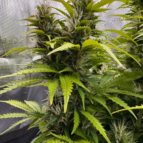 Fat Banana Auto #1 -89g growlog photo: 18:24