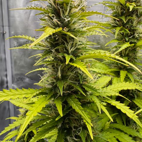 Fat Banana Auto #1 -89g growlog photo: 18:24