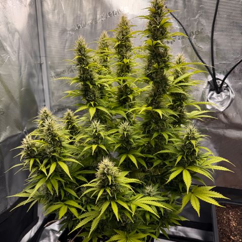 Fat Banana Auto #1 -89g growlog photo: 18:24