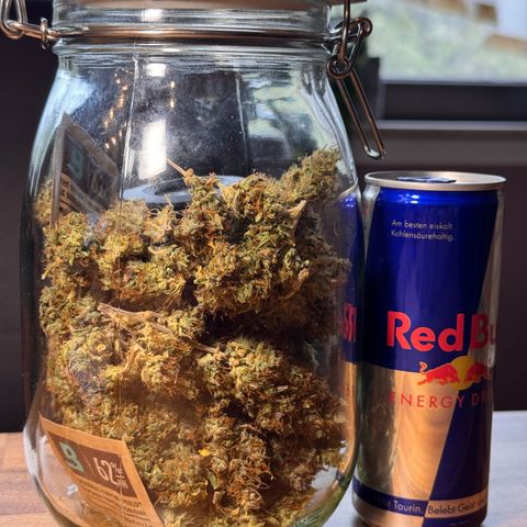 Cookies Gelato Auto #1 -41,5g growlog photo: 12:30
