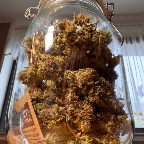 Cookies Gelato Auto #1 -41,5g growlog photo: 12:30