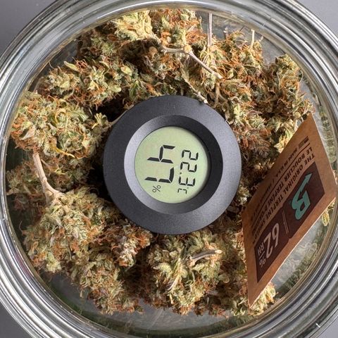 Cookies Gelato Auto #1 -41,5g growlog photo: 12:30