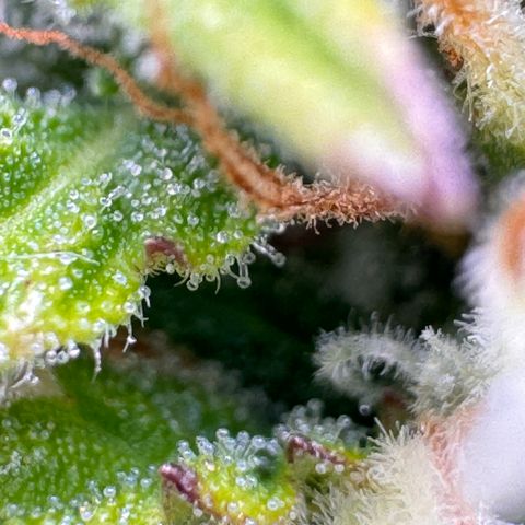 Fat Banana Auto #1 -89g growlog photo: 16:32