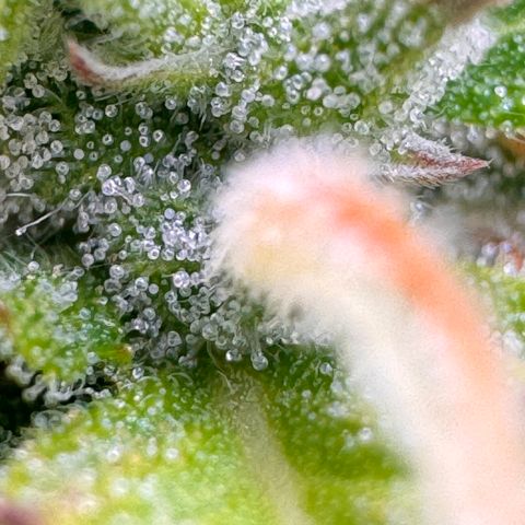Fat Banana Auto #1 -89g growlog photo: 16:32