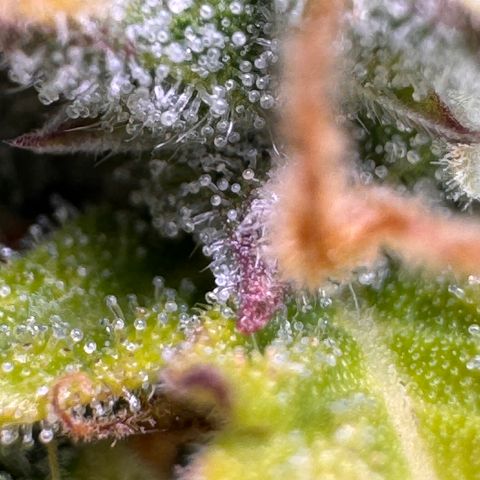 Fat Banana Auto #1 -89g growlog photo: 16:32