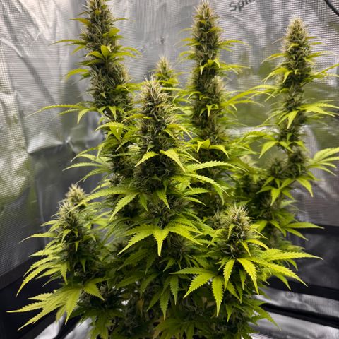 Fat Banana Auto #1 -89g growlog photo: 16:32