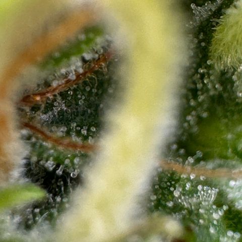 Fat Banana Auto #1 -89g growlog photo: 16:32