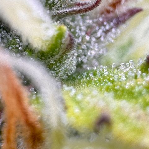 Fat Banana Auto #1 -89g growlog photo: 16:32