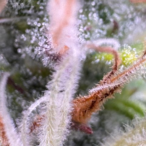Fat Banana Auto #1 -89g growlog photo: 16:32