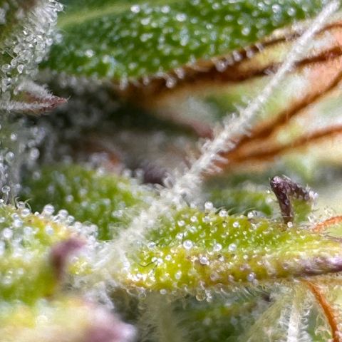 Fat Banana Auto #1 -89g growlog photo: 16:32