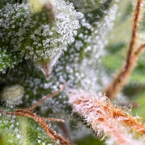 Fat Banana Auto #1 -89g growlog photo: 16:32