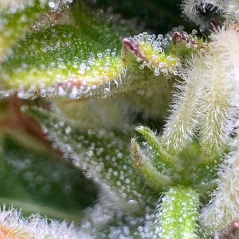 Fat Banana Auto #1 -89g growlog photo: 16:32