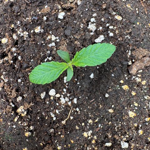 Apple Fritter Auto #3  -85g growlog photo: 16:32