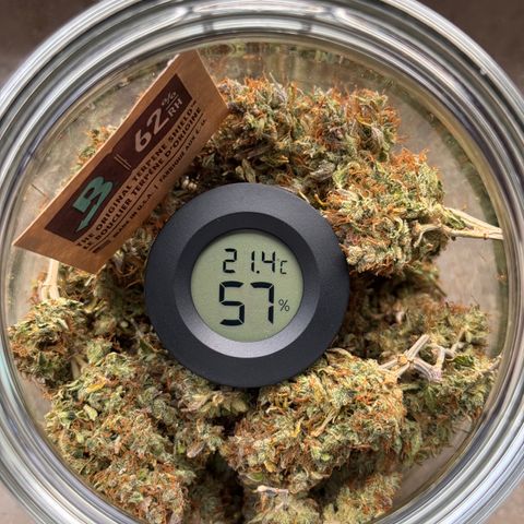 Cookies Gelato Auto #1 -41,5g growlog photo: nach 10 Minuten lüften