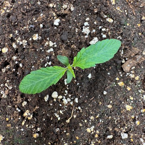 Apple Fritter Auto #3  -85g growlog photo: 17:40