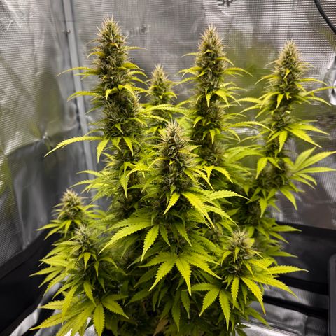 Fat Banana Auto #1 -89g growlog photo: 17:41
