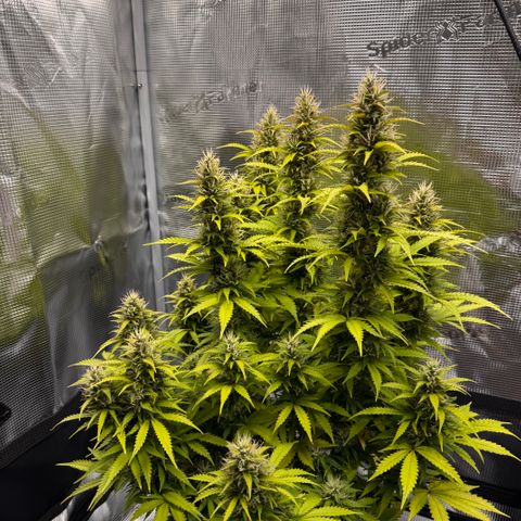 Fat Banana Auto #1 -89g growlog photo: 17:41