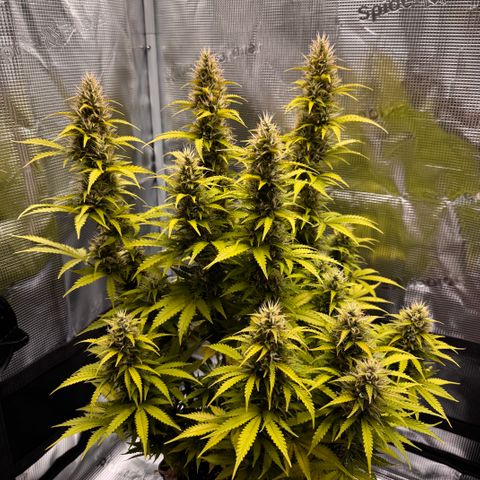 Fat Banana Auto #1 -89g growlog photo: 17:41