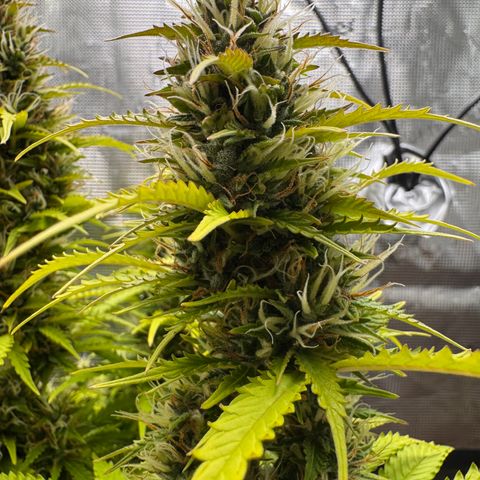 Fat Banana Auto #1 -89g growlog photo: 17:41