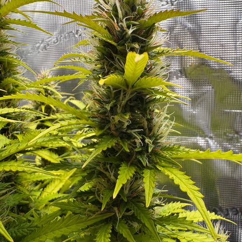 Fat Banana Auto #1 -89g growlog photo: 17:41