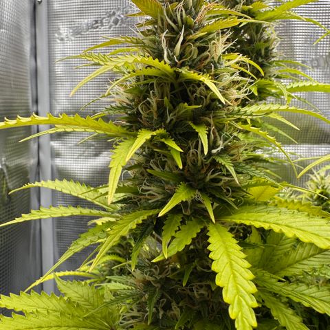 Fat Banana Auto #1 -89g growlog photo: 17:41
