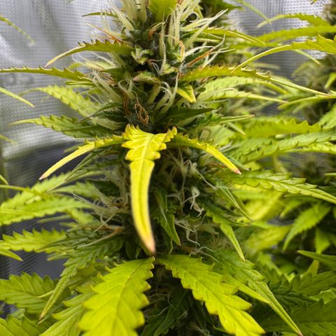 Fat Banana Auto #1 -89g growlog photo: 17:41