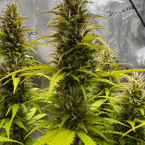 Fat Banana Auto #1 -89g growlog photo: 17:41