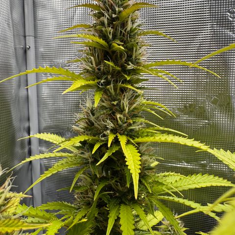 Fat Banana Auto #1 -89g growlog photo: 17:41